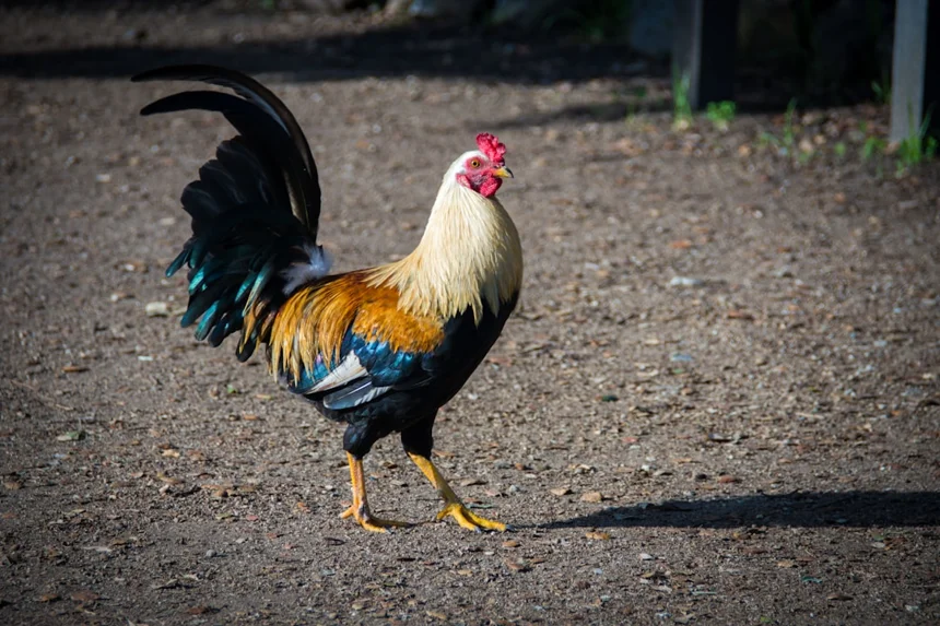 Chicken