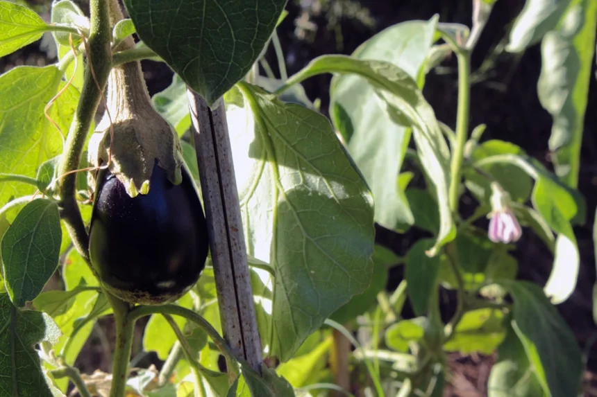 Eggplant