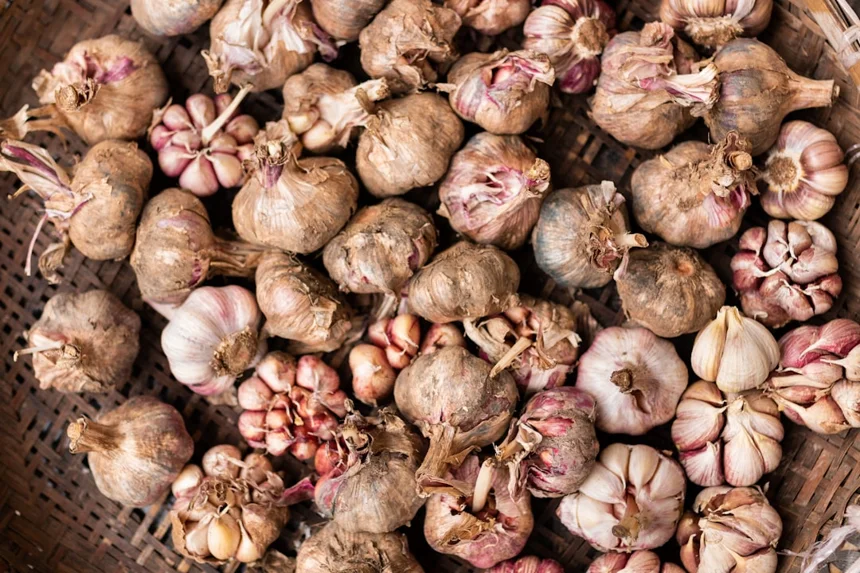 Garlic