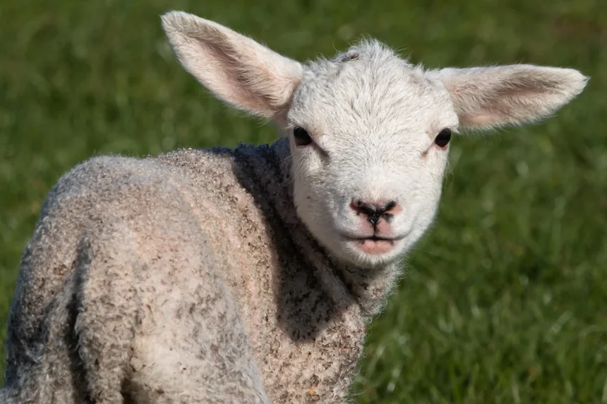 Lamb