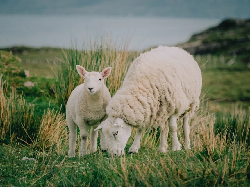 Lamb
