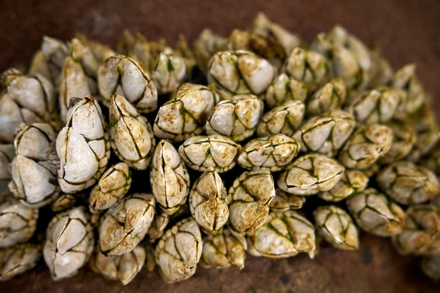 Oyster sauce