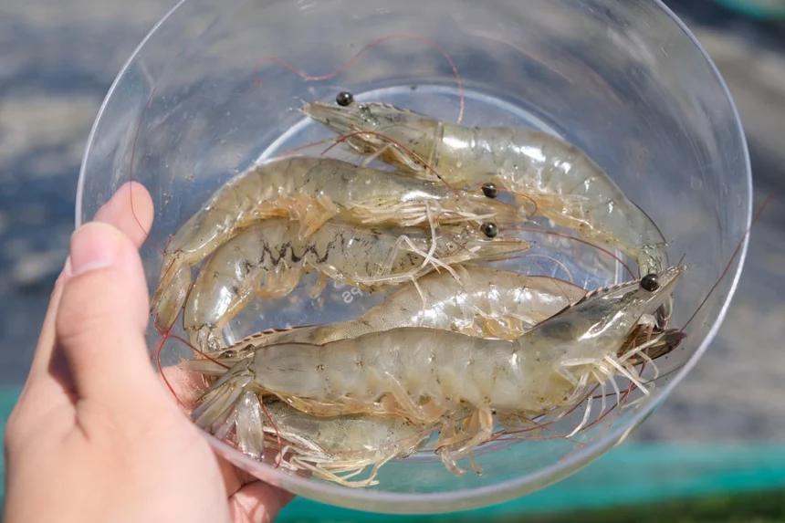 Shrimp