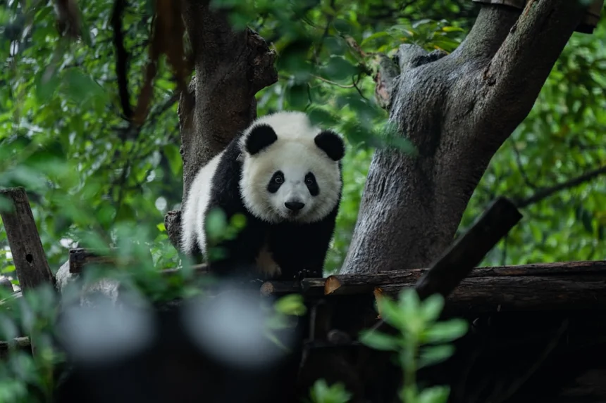 Sichuan