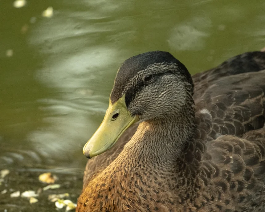 Smoked Duck