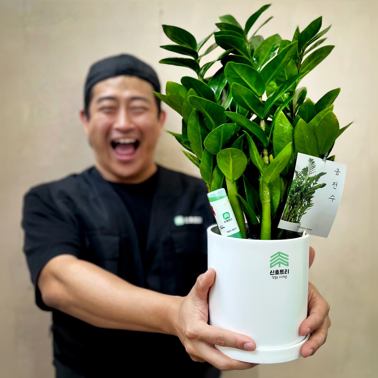 관엽식물 금전수 화환, 승진과 개업의 축하 완벽 아이템